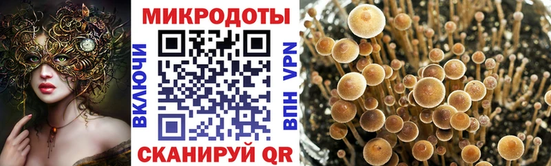 Галлюциногенные грибы Psilocybine cubensis  Еманжелинск 